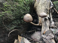 Hypholoma brunneum