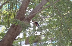 Halcyon leucocephala acteon