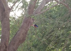 Halcyon leucocephala acteon