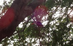 Halcyon leucocephala acteon