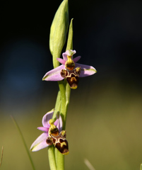 Ophrys scolopax apiformis