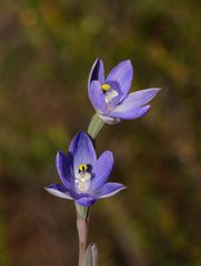 Thelymitra holmesii