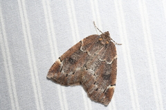 Spodolepis substriataria