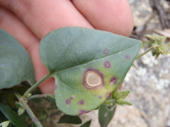 Mirabilis comata