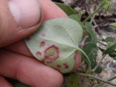 Mirabilis comata