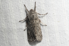 Brachionycha borealis