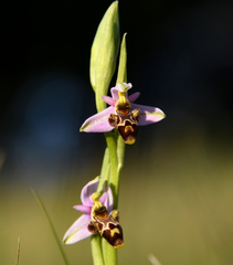 Ophrys scolopax apiformis