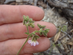 Mirabilis comata