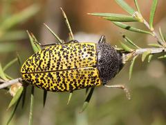 Stigmodera macularia