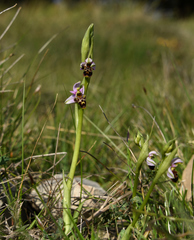 Ophrys scolopax apiformis