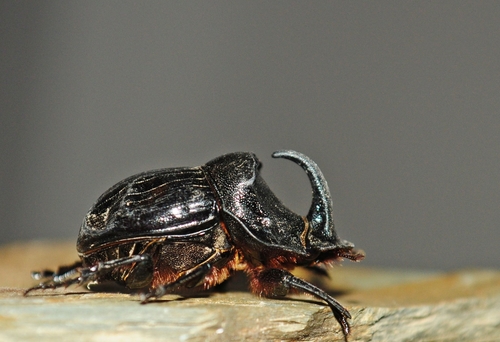 Spanish Dung Beetle