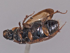 Melinopterus prodromus