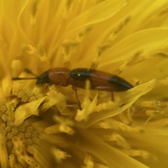 Languria trifasciata