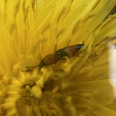 Languria trifasciata