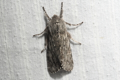 Brachionycha borealis