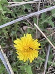 Languria trifasciata