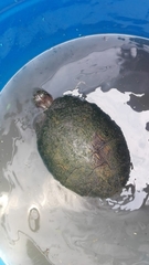 Trachemys venusta cataspila