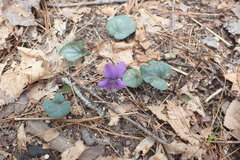 Viola walteri