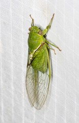Glaucopsaltria viridis