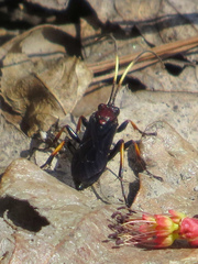 Ichneumon centrator