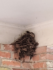 Thryothorus ludovicianus image