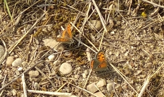 Lycaena phlaeas