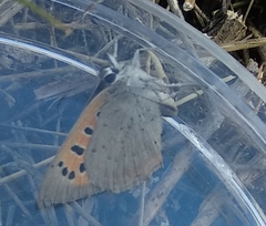 Lycaena phlaeas