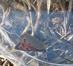 Lycaena phlaeas