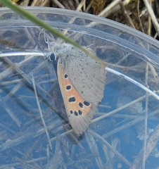 Lycaena phlaeas