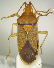Nirovecus