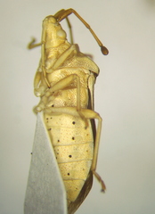 Nirovecus