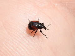Synolabus bipustulatus