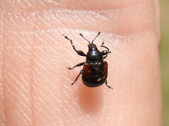 Synolabus bipustulatus