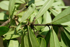 Ilex myrtifolia