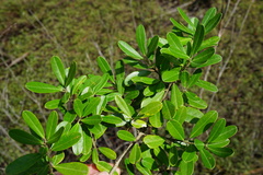 Ilex myrtifolia