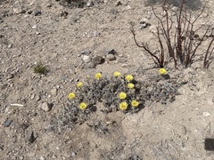 Grusonia