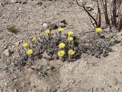 Grusonia
