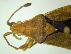 Nirovecus