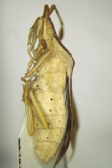 Nirovecus