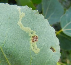 Aulagromyza tremulae