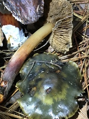 Phaeocollybia olivacea image