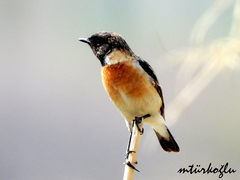 Saxicola rubicola