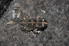 Sclerophrys pusilla