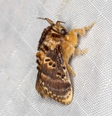 Pseudanapaea denotata