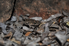 Poyntonophrynus fenoulheti