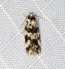 Barea eucapnodes