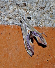 Agathodes designalis