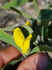 Baptisia lanceolata