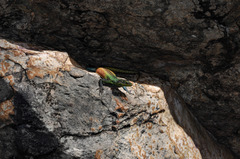 Platysaurus intermedius rhodesianus