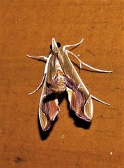 Agathodes designalis